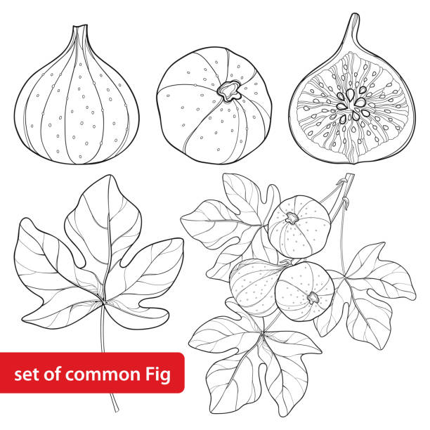 illustrazioni stock, clip art, cartoni animati e icone di tendenza di set vettoriale con contorno fico comune o ficus carica frutta, fetta, foglia e ramo isolati su sfondo bianco. - perennial leaf fruit tropical fruit