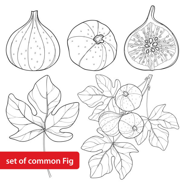 Vector set with outline Common Fig or Ficus carica fruit, slice, leaf and branch isolated on white background. Vector set with outline Common Fig or Ficus carica fruit. Slice, leaf and branch isolated on white background. Perennial subtropical plant in contour style for exotic summer design and coloring book. fig tree stock illustrations