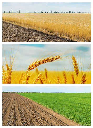set of agricultural fields. spring and summer fields with crop