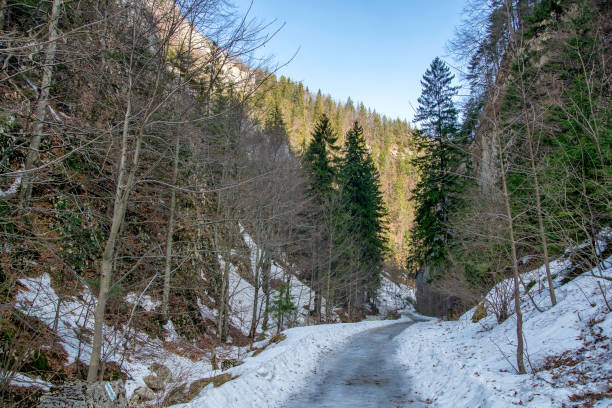Zarnesti road through the forrest Road between mountains cliffs in Zarnesti during wintertime zarnesti stock pictures, royalty-free photos & images