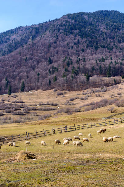 Zarnesti nature landscape Zarnesti sheep on the foothill near the forrest zarnesti stock pictures, royalty-free photos & images