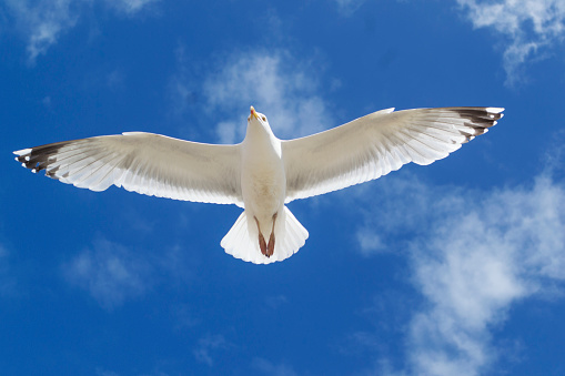 a seagull flying over the blue sea