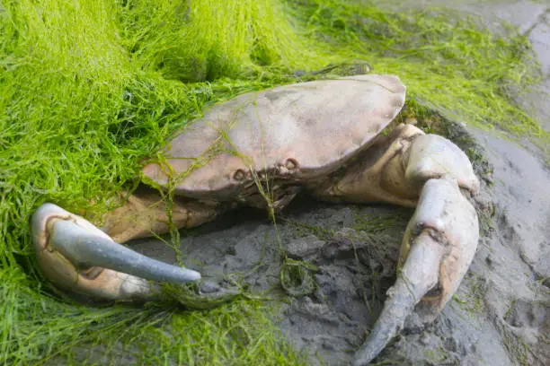 Photo of Dead crab