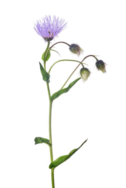 istock garden flower with lilac bloom and three buds 820904216
