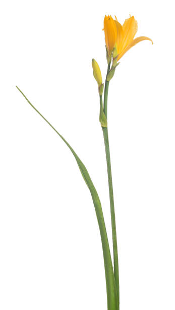 istock gold isolated small lily flower 820904288