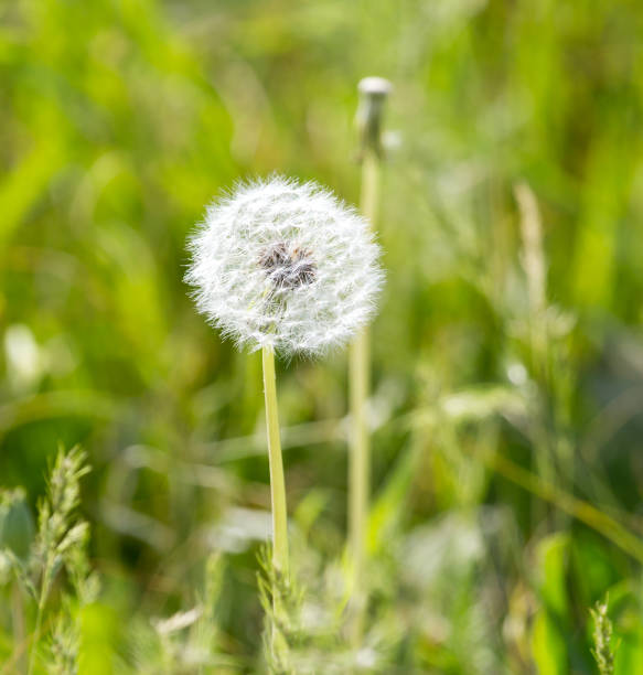 istock dandelion in the grass on the nature 820904896