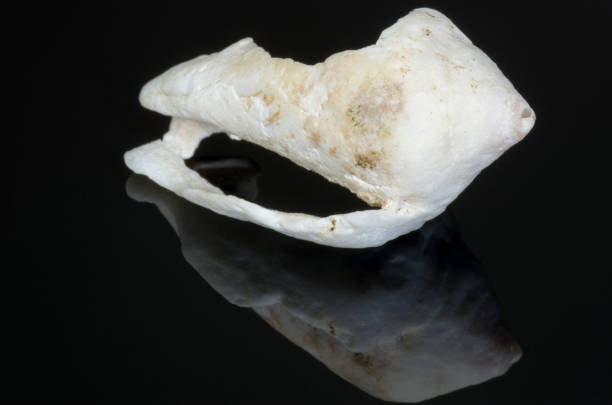 istock The seashell on a black glass with reflection in the dark surface 820905352