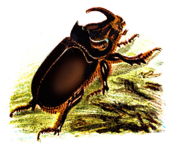 ilustraciones, imágenes clip art, dibujos animados e iconos de stock de el europeo escarabajo rinoceronte (oryctes nasicornis) - nasicornis