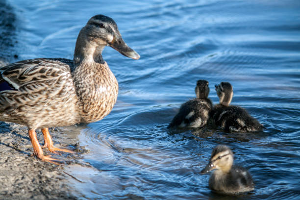 istock Duck family on the beach 820908978