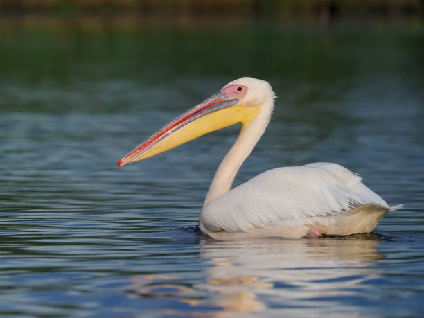 istock Great white-pelican, Pelecanus onocrotalus 820914648