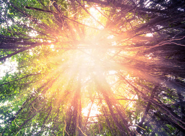 istock Sunlight and flare going through the huge old tree branches in forest at sunrise 820915010