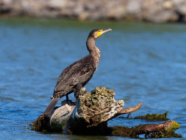 istock Great cormorant, Phalacrocorax carbo 820915458