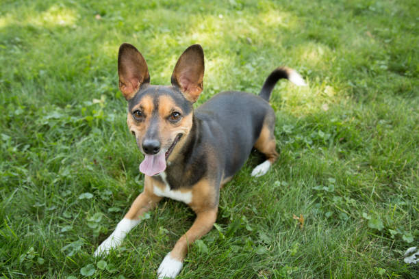 Portrait of a Terrier