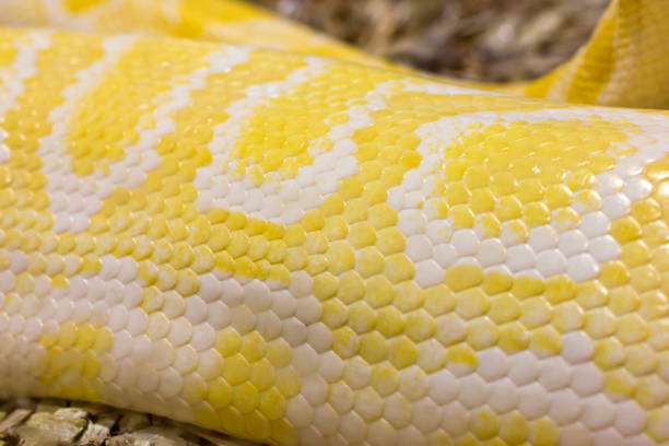 Python Huid 770+ Netpython Fotos Stockfoto's, afbeeldingen en royalty-free beelden ...