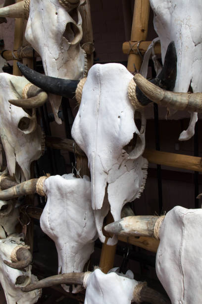 istock Multiple cow skulls for sale in New Mexico 820919712