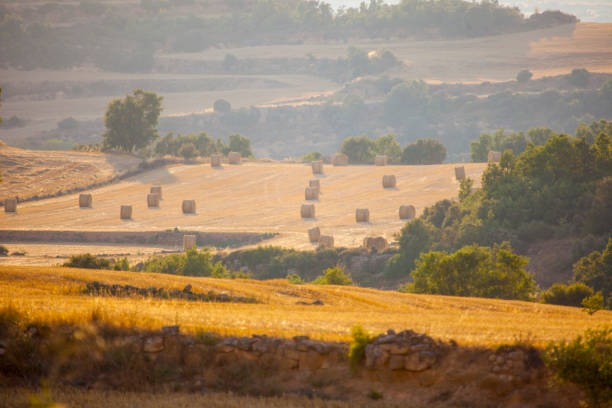 Catalonian field in summer