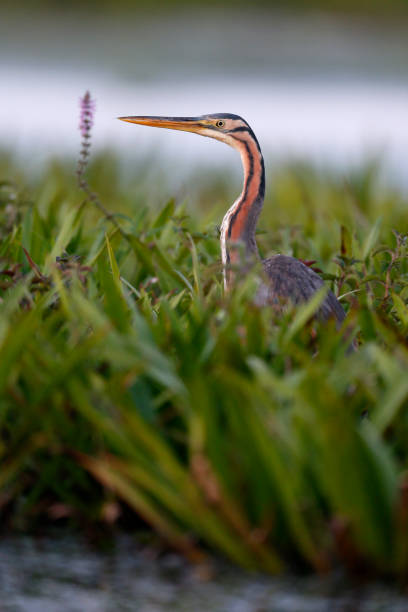 istock Purple heron, Ardea purpurea 820932506