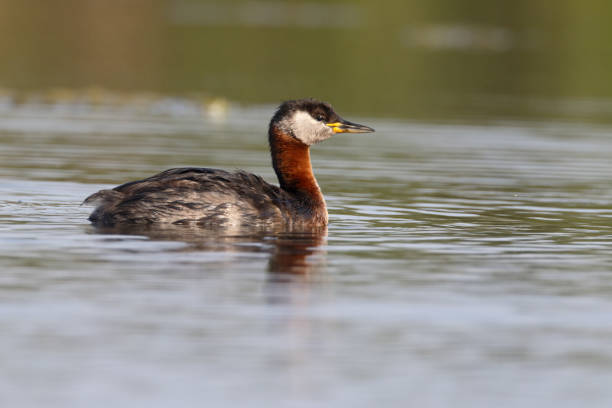 istock Red-necked grebe, Podiceps grisegena 820932568