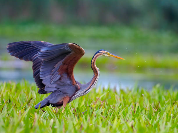 istock Purple heron, Ardea purpurea 820932612