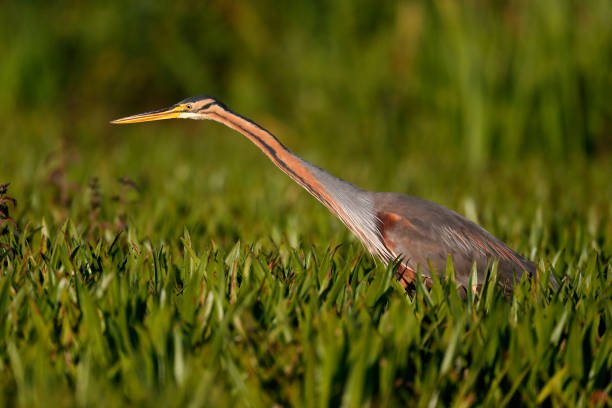 istock Purple heron, Ardea purpurea 820933720
