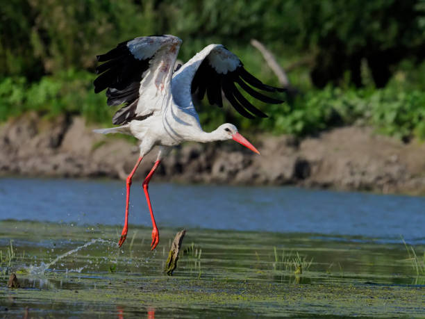 istock White stork, Ciconia ciconia 820938300