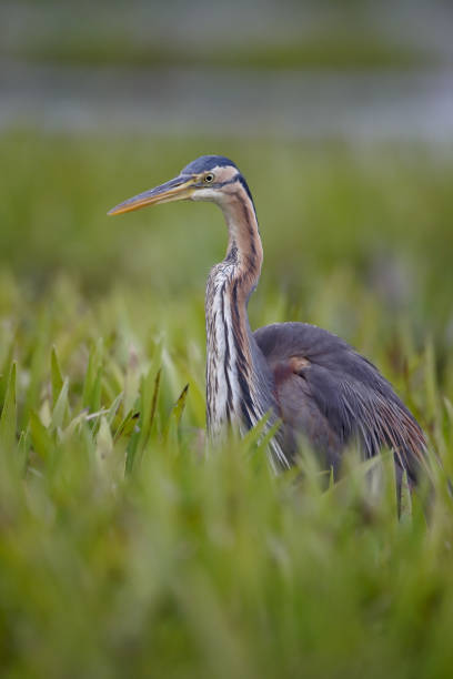 istock Purple heron, Ardea purpurea 820938726