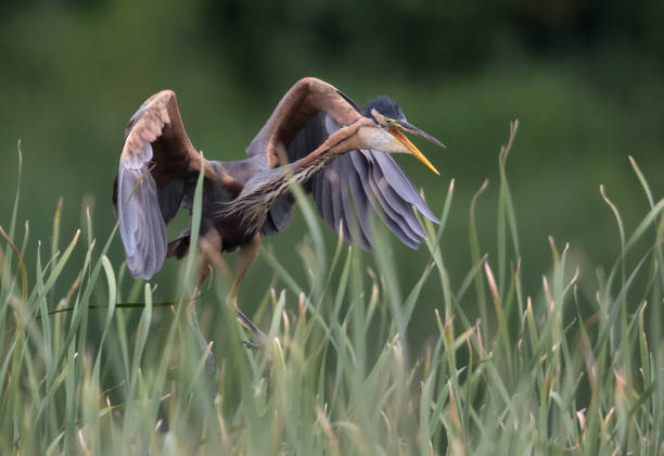 istock Landing purple heron (Ardea purpurea) 820942360