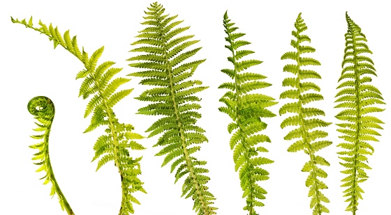 Abstract fern background