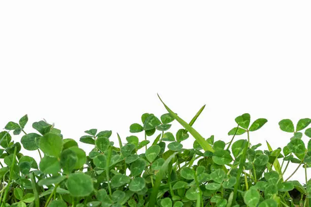 Photo of green clover frame at the bottom isolated on white background and copy space for your text