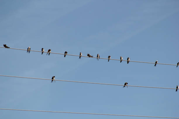 istock Birds sits on wire in front of blue sky 820945416
