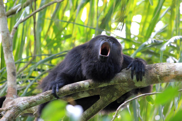 черный вой обезьяны - male animal audio стоковые фото и изображения