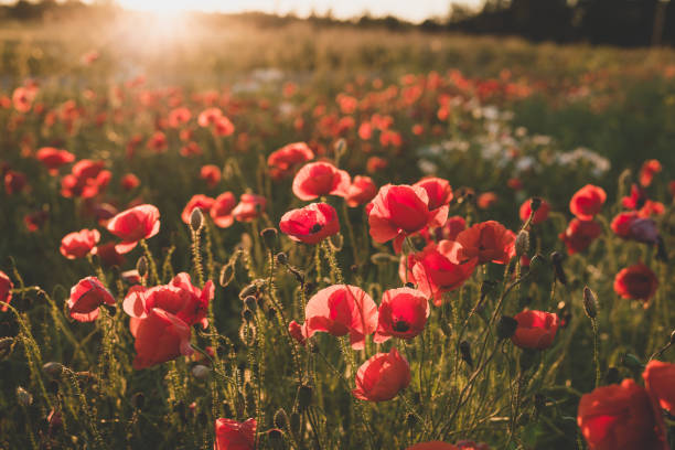 istock Background. Red, wild poppies in the field 820950168