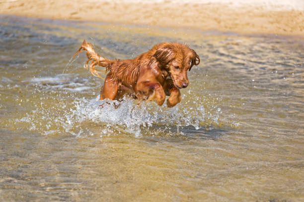 Dog Plays on the Beach stock photo