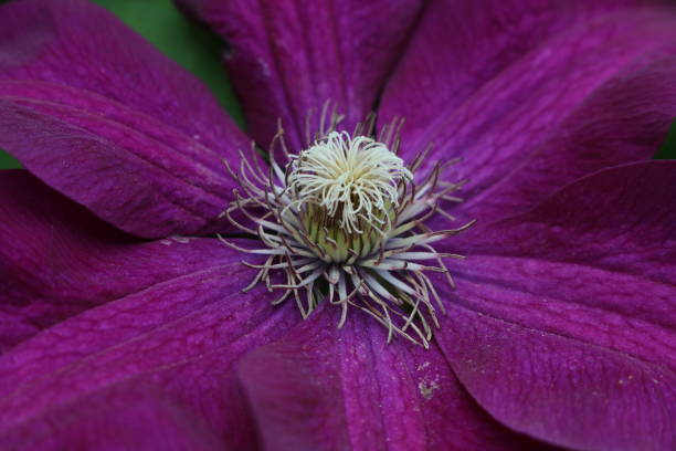 climatis closeup - flower purple twin blossom imagens e fotografias de stock