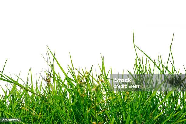 Photo libre de droit de Herbe Verte Inégale Isolé Sur Fond Blanc banque d'images et plus d'images libres de droit de Herbe - Herbe, Plante sauvage, Élevé