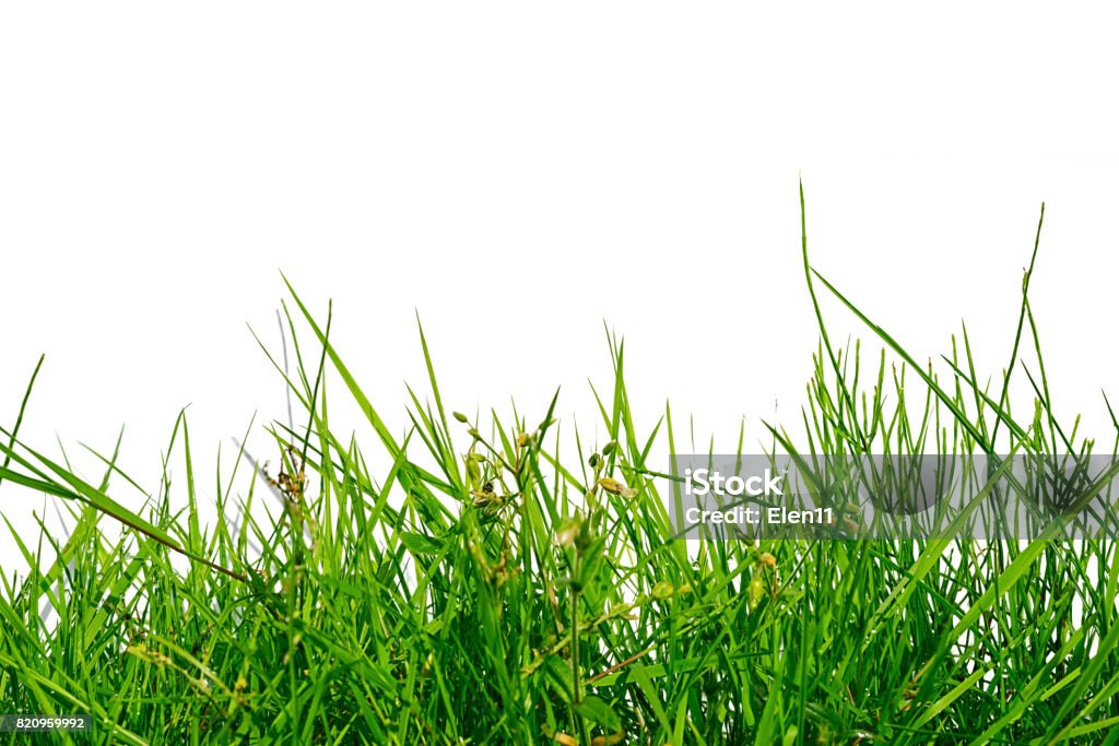 uneven green grass isolated on white background Grass Stock Photo