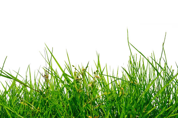 uneven green grass isolated on white background stock photo
