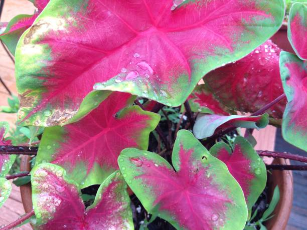 istock PINK AND GREEN PLANT LEAVES 820960108