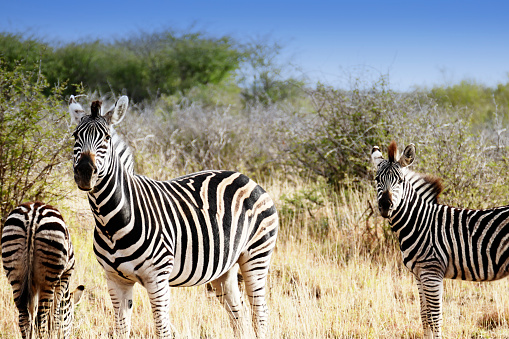 Two zebras looking at the camera, seen during a safari.