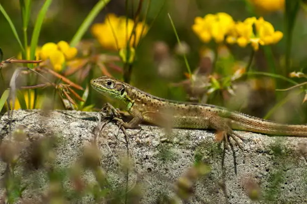 Beauty lizard rest on the fence in dam or reservoir Dushantsi at river Topolnitsa,  Central Balkan mountain, Stara Planina, Bulgaria