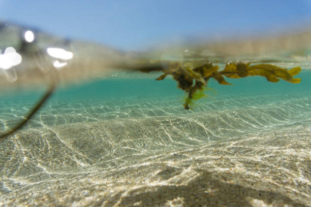 istock Above and Below the Sea at Pedn Vounder Beach, Cornwall 820968682