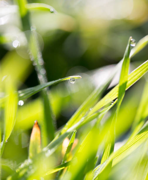 istock drops of dew on the grass 820970318