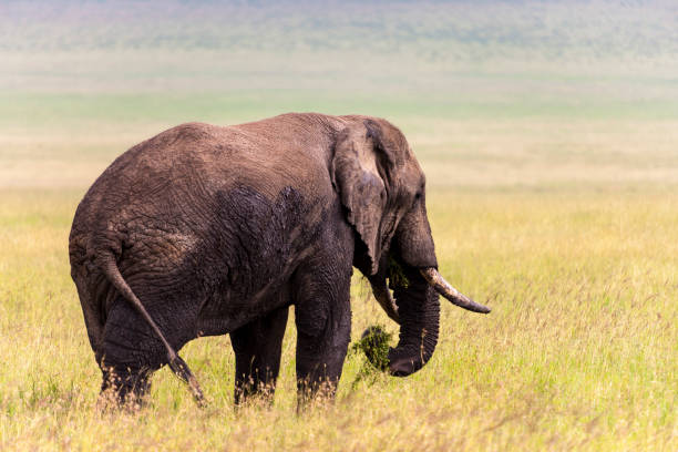 istock Wild elephant in  Tanzania Africa 820970534