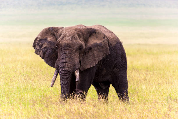 istock Wild elephant in  Tanzania Africa 820970672