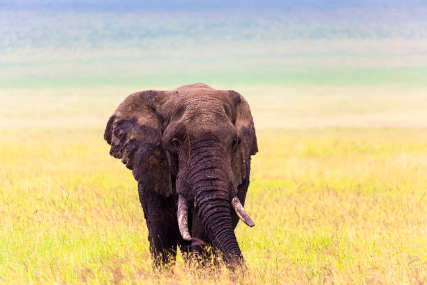 istock Wild elephant in  Tanzania Africa 820970774