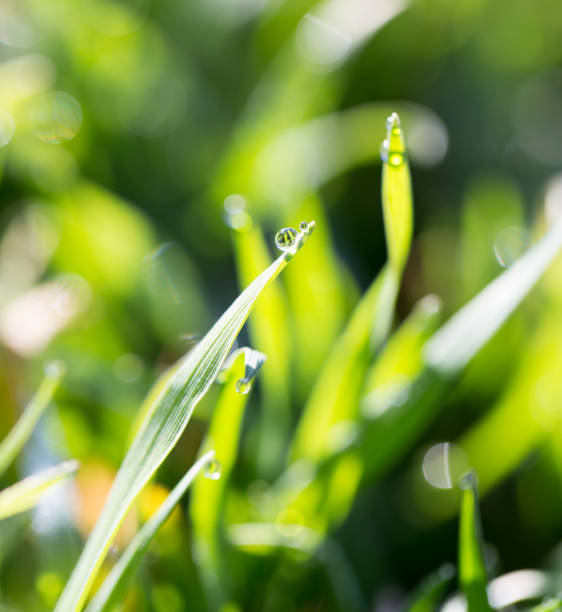 istock drops of dew on the grass 820973594