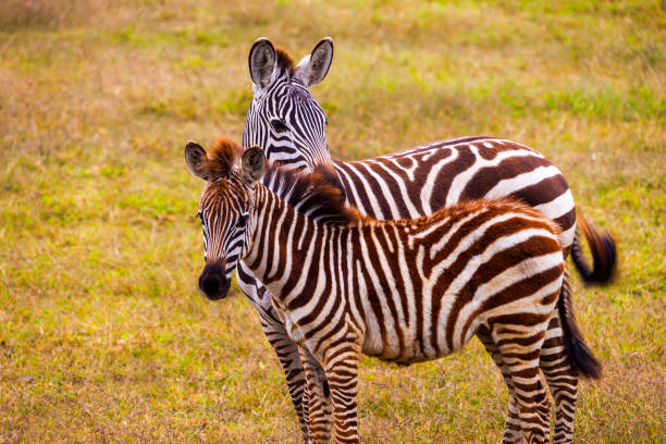 istock Herd of Zebras 820976424