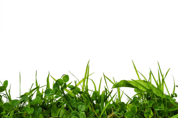 green grass and clover frame at the bottom isolated on white background with copy space for your text
