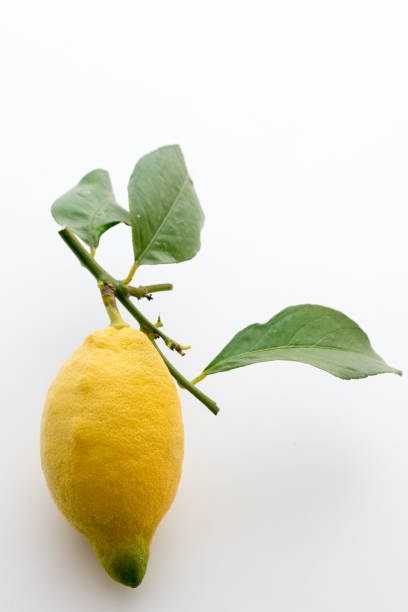 istock Sicilian lemon with leaves 820978912