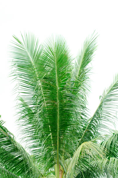 istock Leaves of coconut tree on white background 820982562